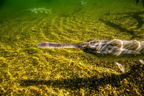 What Is A Paddlefish Coastal Angler And The Angler Magazine