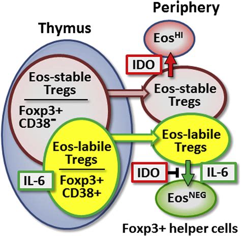 An Inherently Bifunctional Subset Of Foxp3 T Helper Cells Is