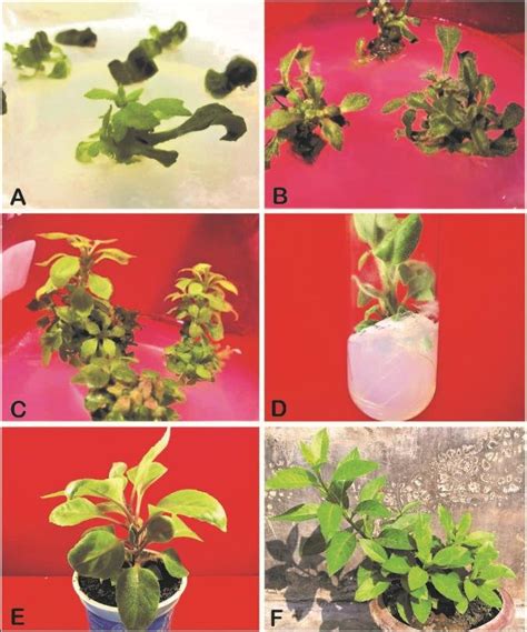 A F In Vitro Regeneration Of Plantlet From Leaf Explants Of Gynura