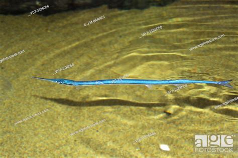 Red Sea Houndfish Tylosurus Choram Is A Marine Fish Native To Red Sea