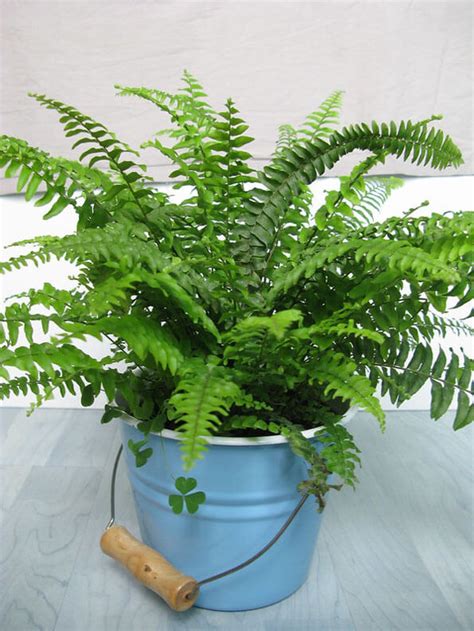 Boston Fern (Nephrolepis exaltata 'Bostoniensis') Guide | Our House Plants