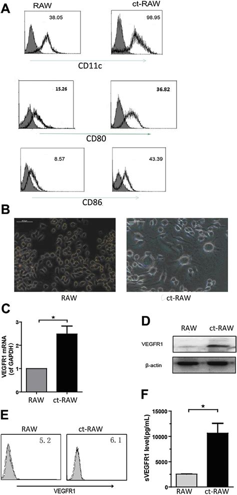 The Raw2647 Phenotype After Il 4 And Gm Csf Treatment A The