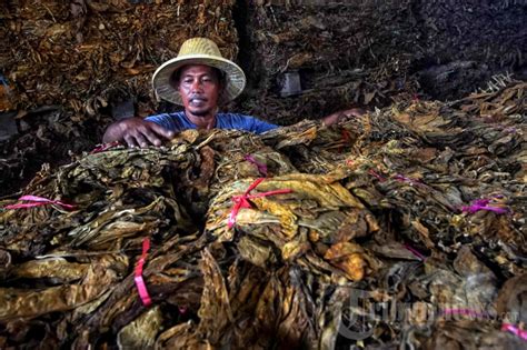 Pemerintah Rencana Kenaikan Tarif Cukai Hasil Tembakau Foto 11