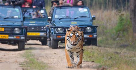 Kanha National Park - Tiger Safari Tours India