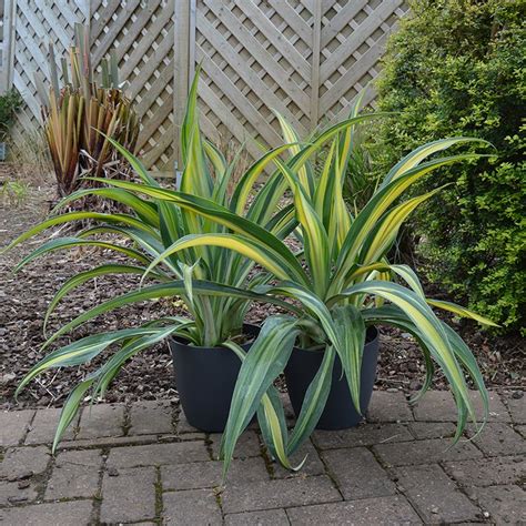 Beschorneria ‘flamingo Glow P British Garden Plants