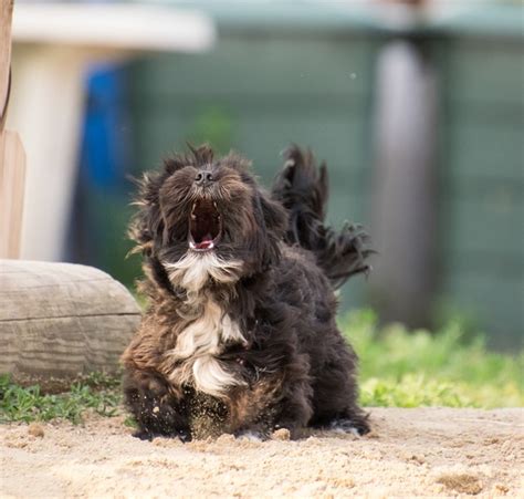 What Dog Breed Has The Scariest Bark