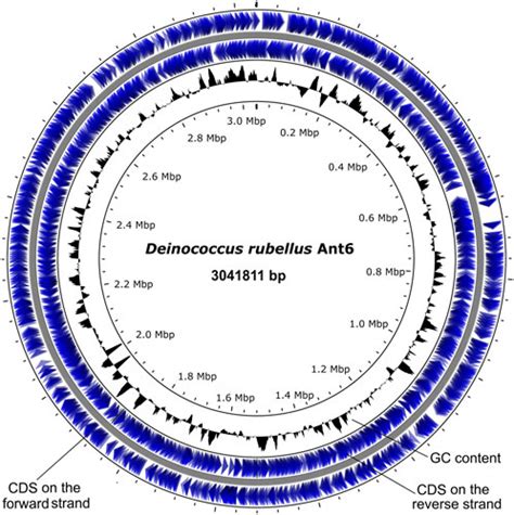 Deinococcus Radiodurans Genome