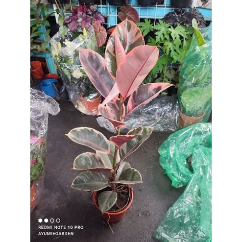 Ficus Elastica Variegatedrubber Tree Shopee Malaysia