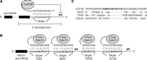 Schematic of U1i. (A). When the 5′-end of endogenous U1 snRNA base ... 