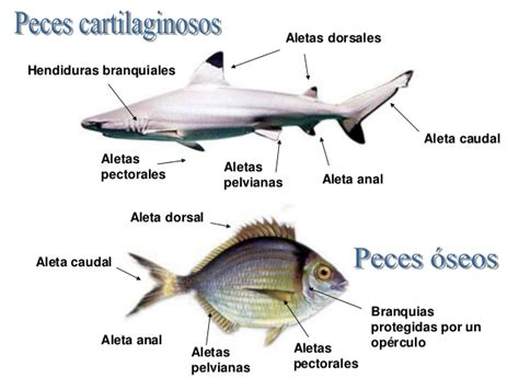 BiologÍa Y GeologÍa 1º Eso Clasificación De Los Peces