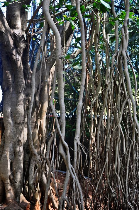 Tree Aerial Prop Roots Free Stock Photo - Public Domain Pictures