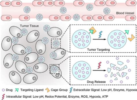 Schematic Illustration Of The Role Of Tumor Microenvironment And