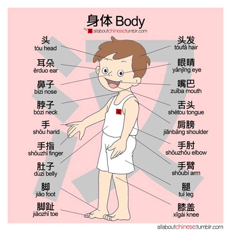 Toronto Mandarin School Chinese Culture Name Your Body Parts