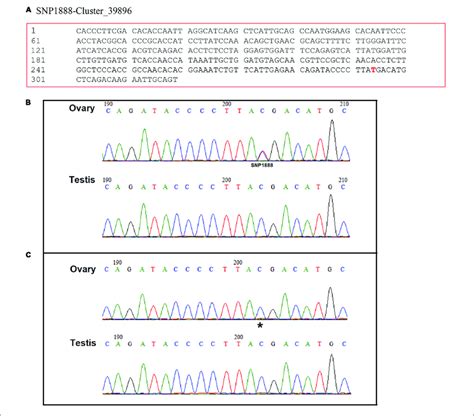 A The Position Of Seq 1888 And Its Sex Specific Snp Marker On The