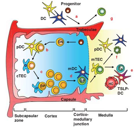 HIV Immunology HIV Management Guidelines