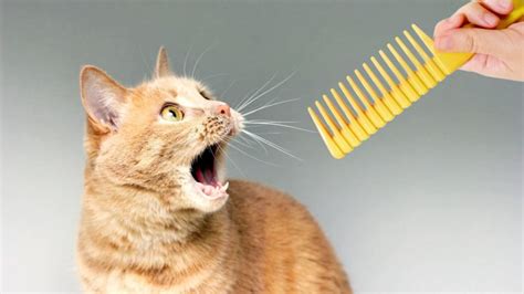 Why Do Cats Gag At Combs Explained