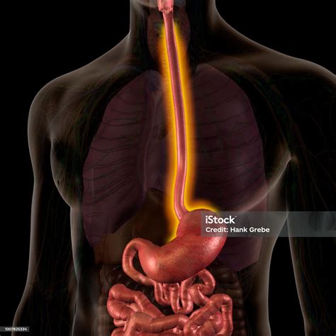 Esophagitis Inflamed Esophagus Male Internal Anatomy Stock Photo