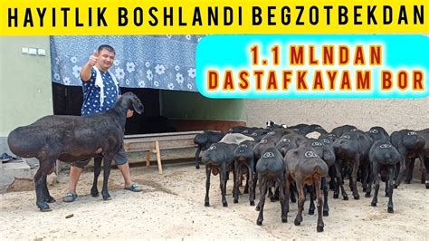 BEKZOTDAN HAYITLIK 1 1 MLNDAN BARRA QOʻZILAR KELDI YouTube