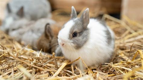 Netherland Dwarf Rabbit Pictures - AZ Animals