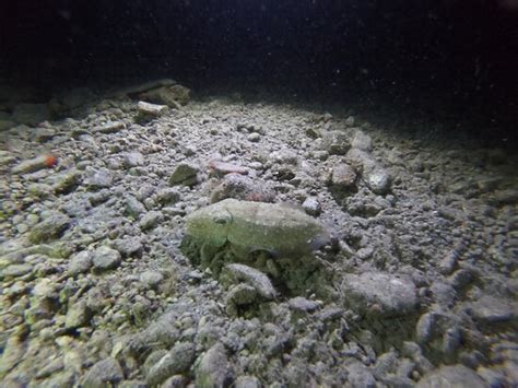 Bikini Dive Brela All You Need To Know BEFORE You Go
