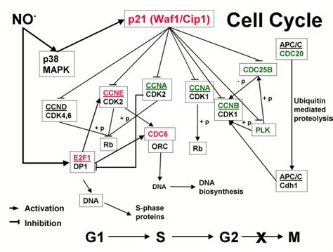 Schematic Representation Of No Regulation Of The Cell Cycle Genes