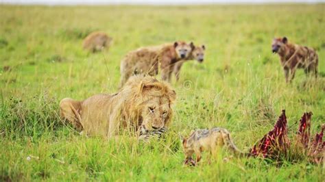 Male Lion Eating A Kill Of A Dead Zebra African Wildlife Safari