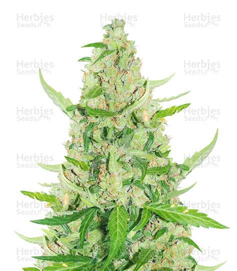 Buy Sticky Auto Mix Feminized Seeds By Herbies Seedbank Herbies Seeds