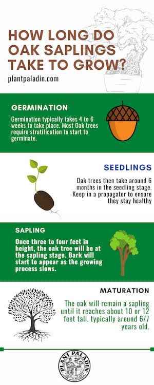 How Long Do Oak Saplings Take To Grow Timelines Species Plant Paladin