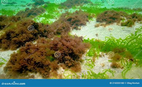 Macrophytes Red And Green Algae Ceramium Cladophora Ulva