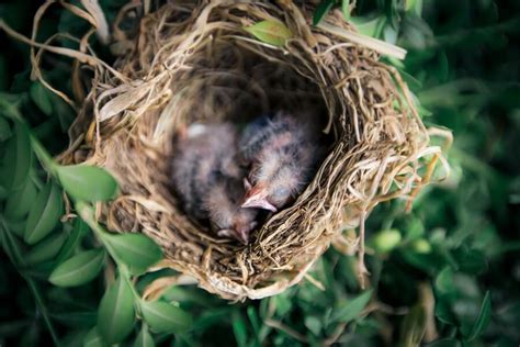 bird nesting season wise owl blog