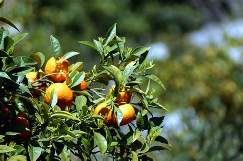 Tristeza Degli Agrumi La Difesa Integrata E Il Caso California