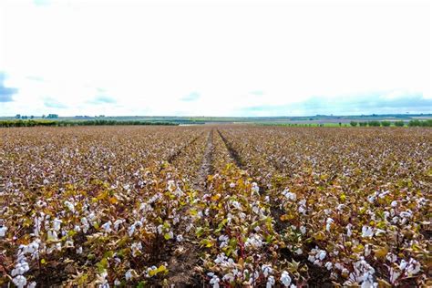 La Prima Piantagione Di Cotone Italiano Raddoppia Il Raccolto Pronti