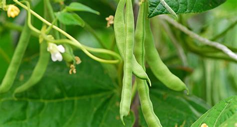 Bean Growing Guide Tui Prepare Plant Nourish Protect