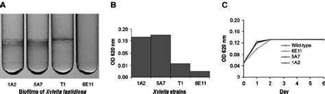 Biofilm Production And Growth Curves Of The X Fastidiosa Wild Type And