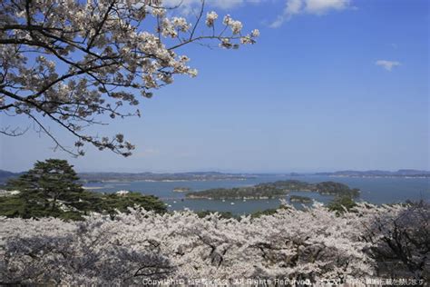 桜 日本三景 松島の魅力 日本三景松島－松島観光協会