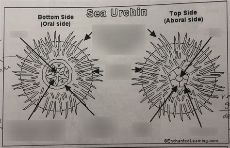 Sea Urchin External Anatomy Diagram | Quizlet