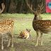 Pilose antler (Lurong)-Cervus nippon-Cervus elaphus-Cornu Cervi ...