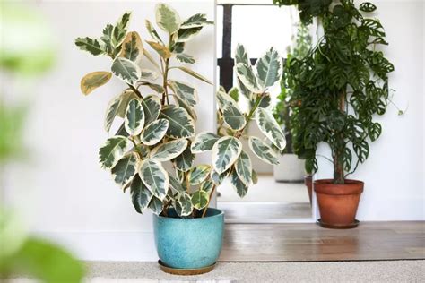 Soins Des Ficus Elastica Variegata Conseils Pour Un Ficus