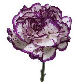 Купить гвоздики «Гвоздика одноголовая двухцветная.» в Рязани в интернет ...