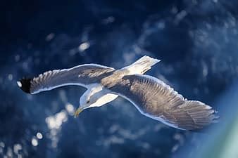 Seagulls Flight Birds Sky Dom Nature Wings 4k Wallpaper