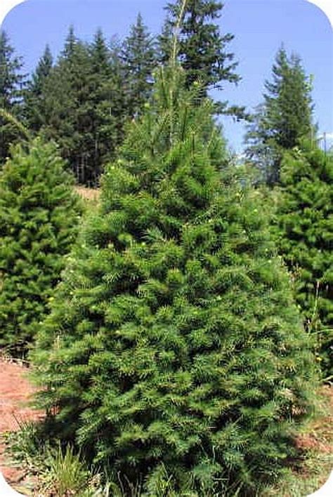 Plant Evergreen Douglas Fir And White Pine Trees