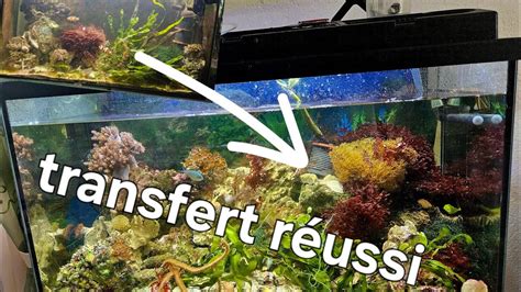 Transfert De L Aquarium Recifal YouTube