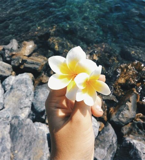 Premium Photo Cropped Hand Holding Flower