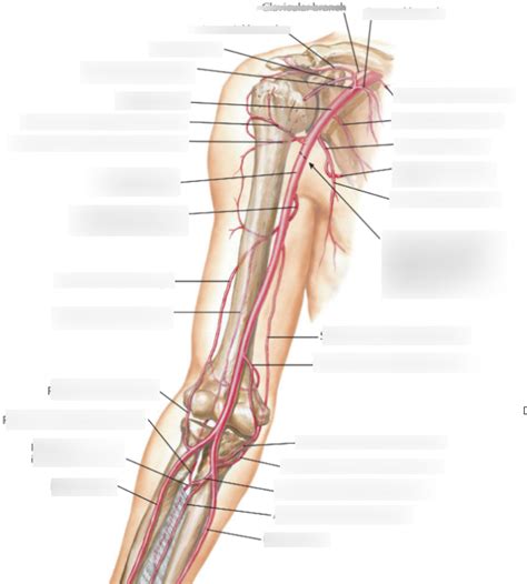 Axillary And Brachial Artery Diagram Quizlet