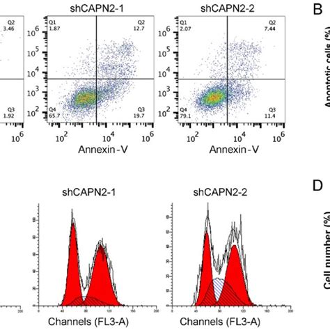 Capn Knockdown Inhibits Gefitinib Resistant Cell Proliferation In