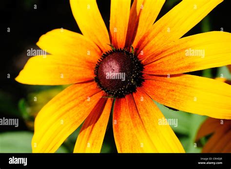 Yellow and Light Orange Daisies Stock Photo - Alamy