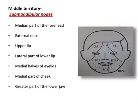 Blood Supply Nerve Supply Of Face Ppt Free Download