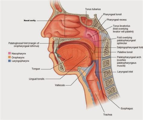 Solved Are The Lingual Tonsils Located In Both The Chegg