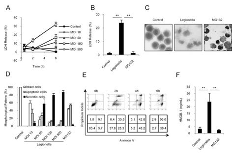 A High Dose Of L Pneumophila Induces Necrotic Cell Death In Thp 1