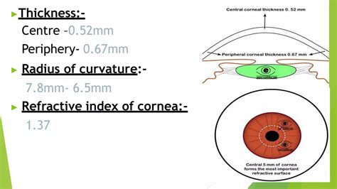 anatomy  cornea pptx